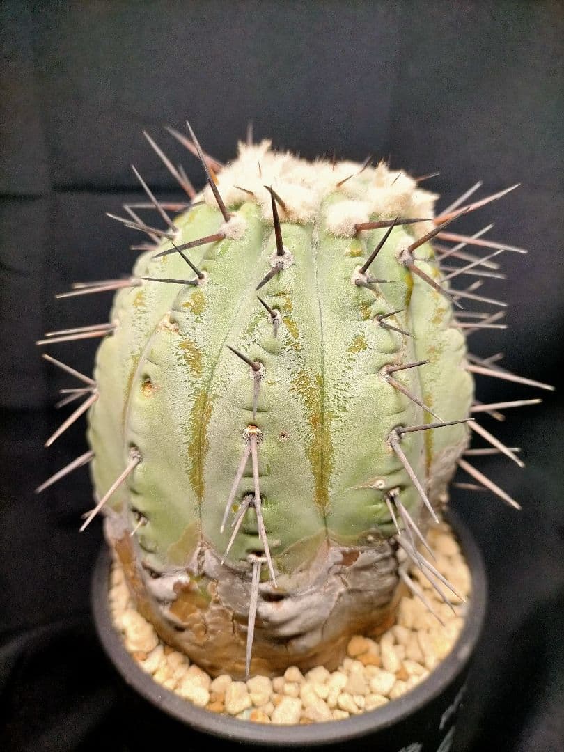 コピアポア シネレア 黒王丸 現地球 カキコ SRL鉢付 弧竜丸 コルムナアルバ