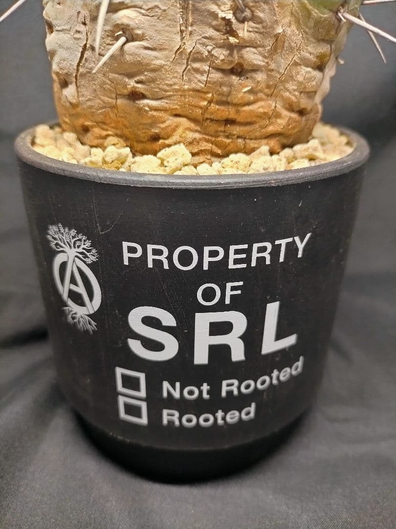 コピアポア シネレア 黒王丸 現地球 カキコ SRL鉢付 弧竜丸 コルムナアルバ