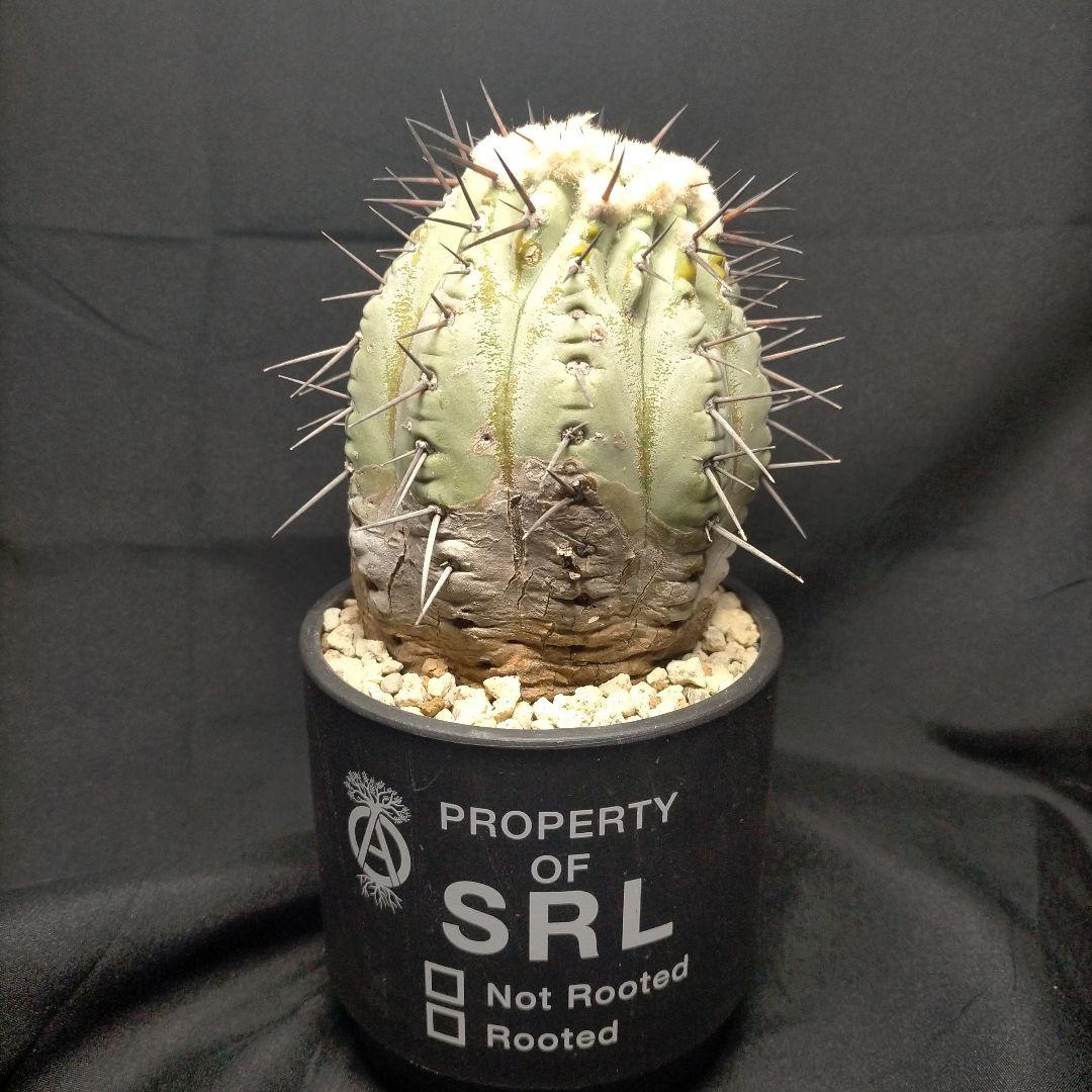 コピアポア シネレア 黒王丸 現地球 カキコ SRL鉢付 弧竜丸 コルムナアルバ