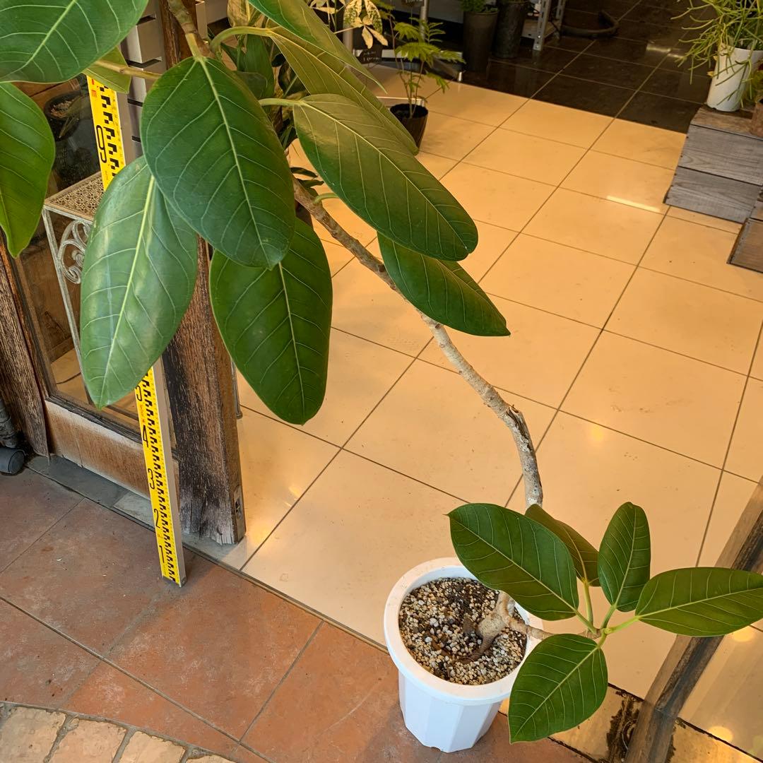 フィカス アルテシマ 斑なし　曲がり 8号