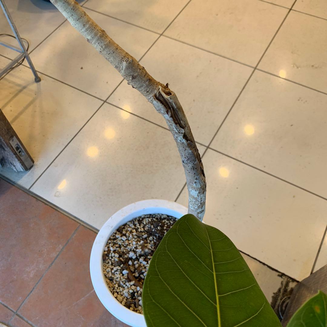 フィカス アルテシマ 斑なし　曲がり 8号