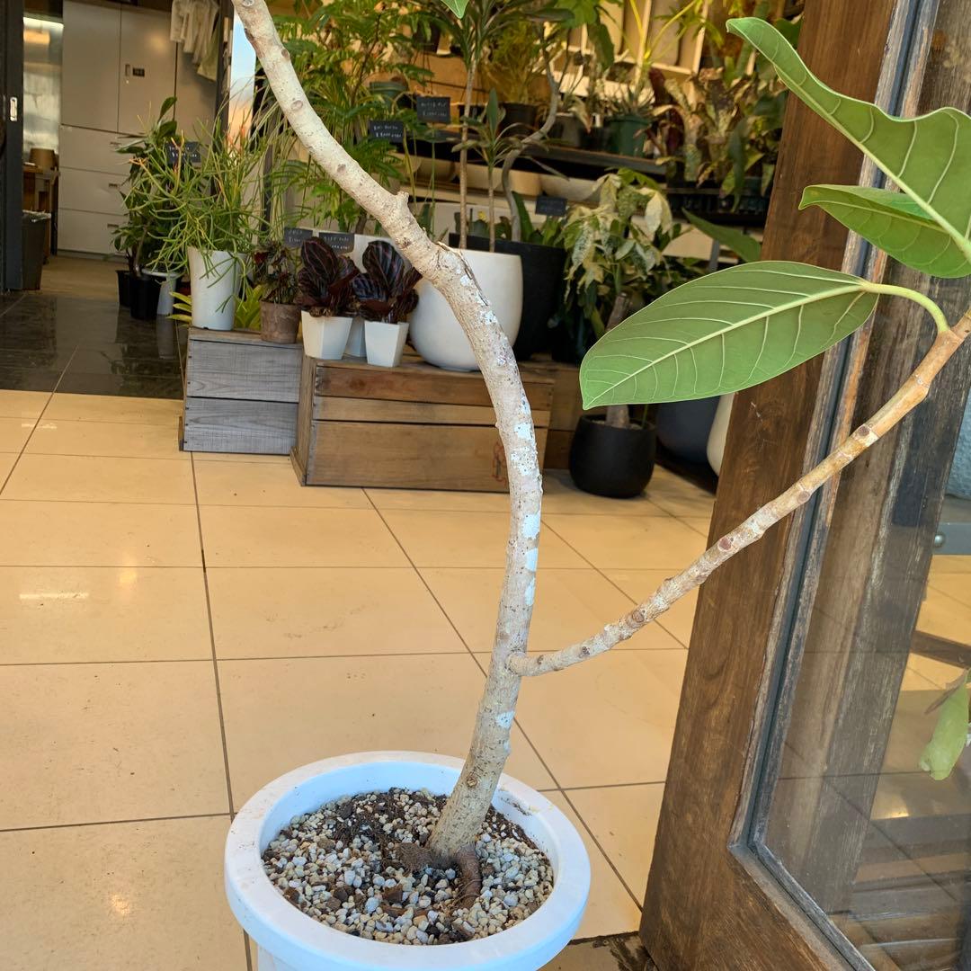 フィカス アルテシマ 斑なし　曲がり 8号