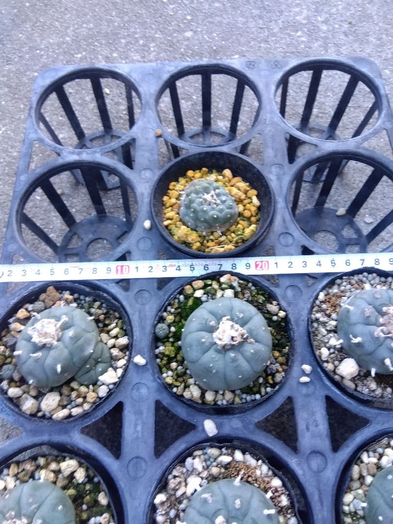 専用同梱価格　烏羽玉10株鉢つき　3号サイズ