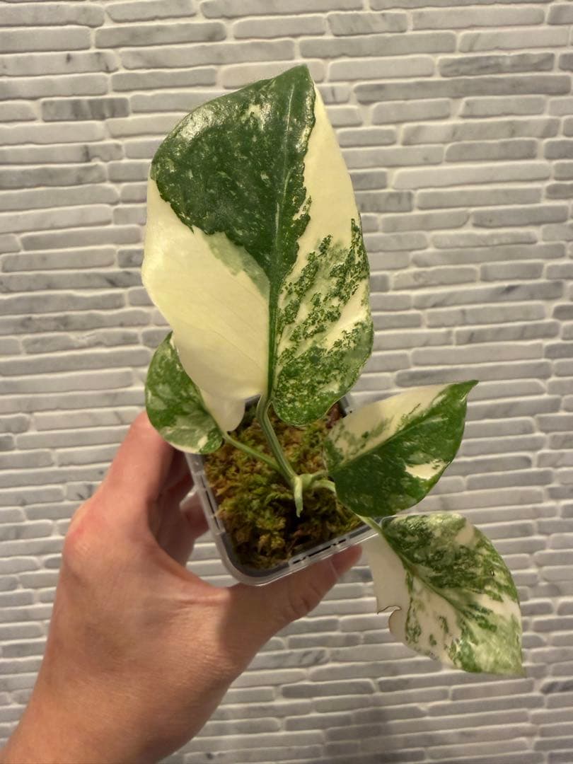 モンステラ レガシー　斑入り