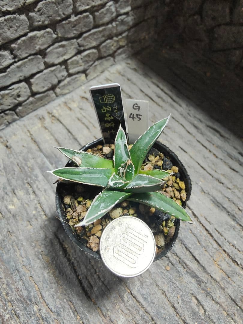 アガベ　名峰富士　ロウルサンコ産　G45