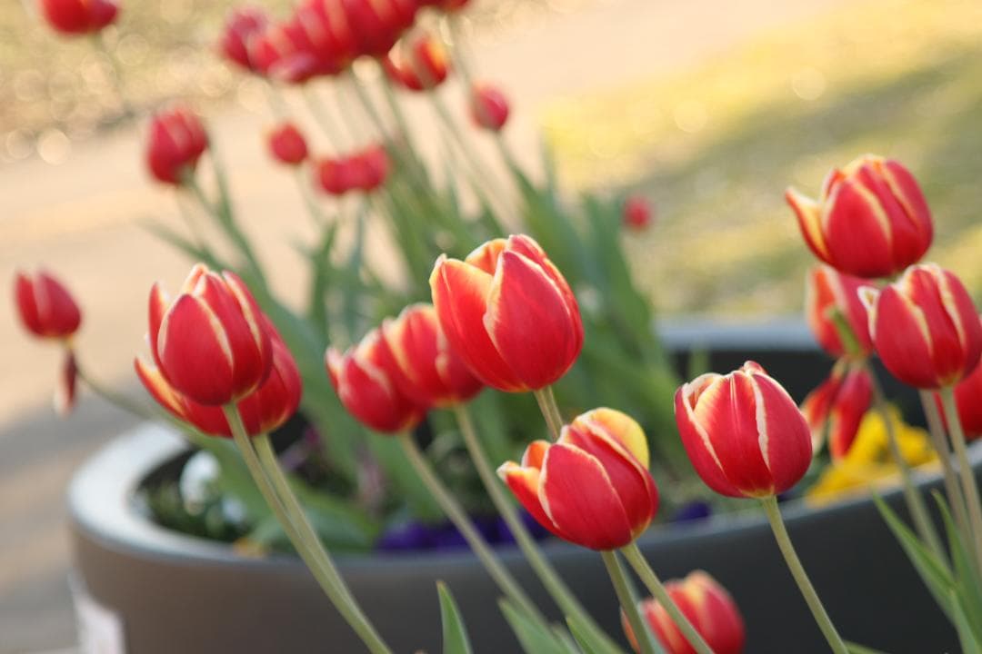 【❄コスパ最強❄】Canon EF 28-105mm F3.5-4.5 USM