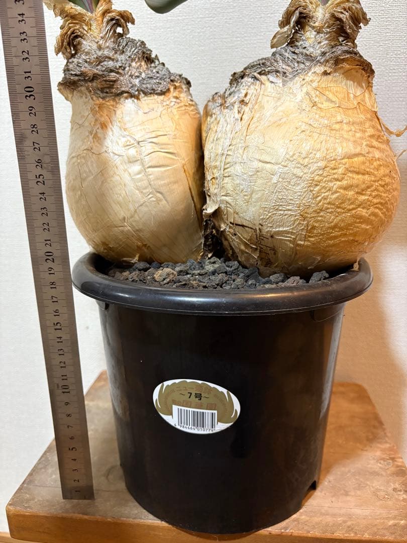 ブーファン　ハエマンソイデス　発根済み