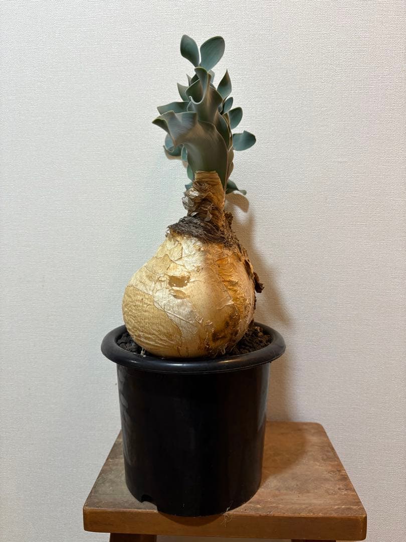 ブーファン　ハエマンソイデス　発根済み