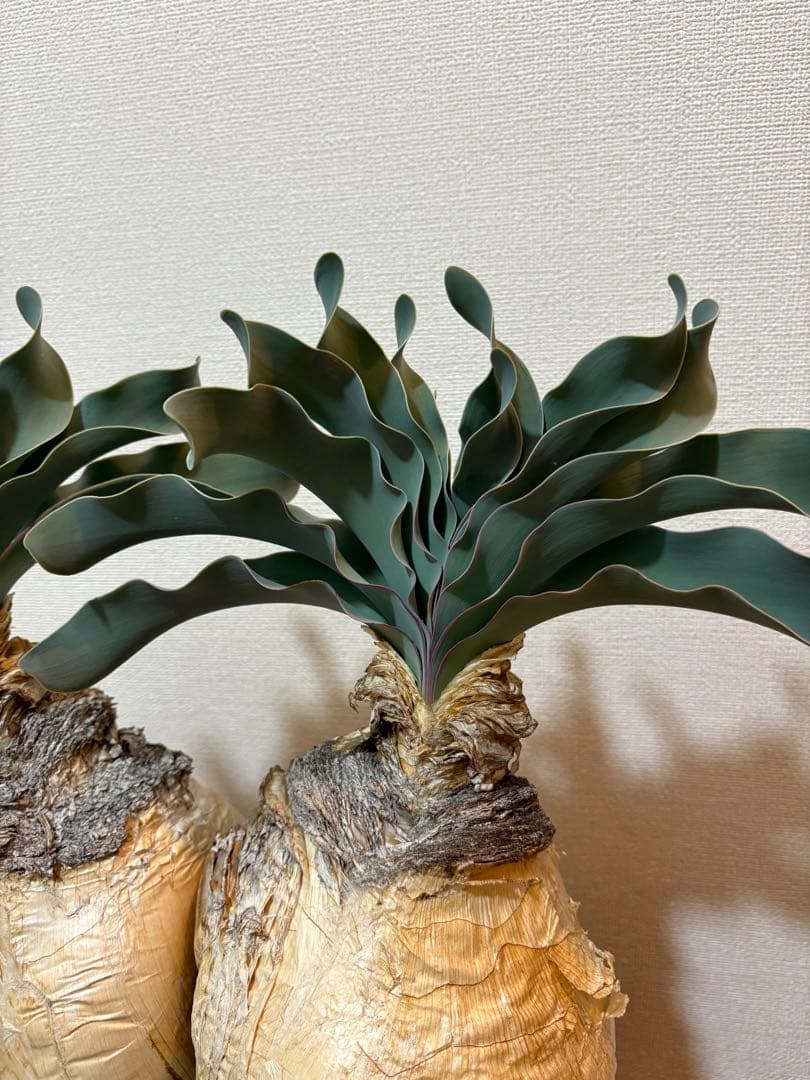 ブーファン　ハエマンソイデス　発根済み