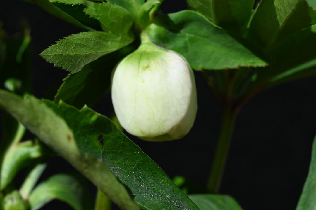 クリスマスローズ　認定毬姫　加藤農園