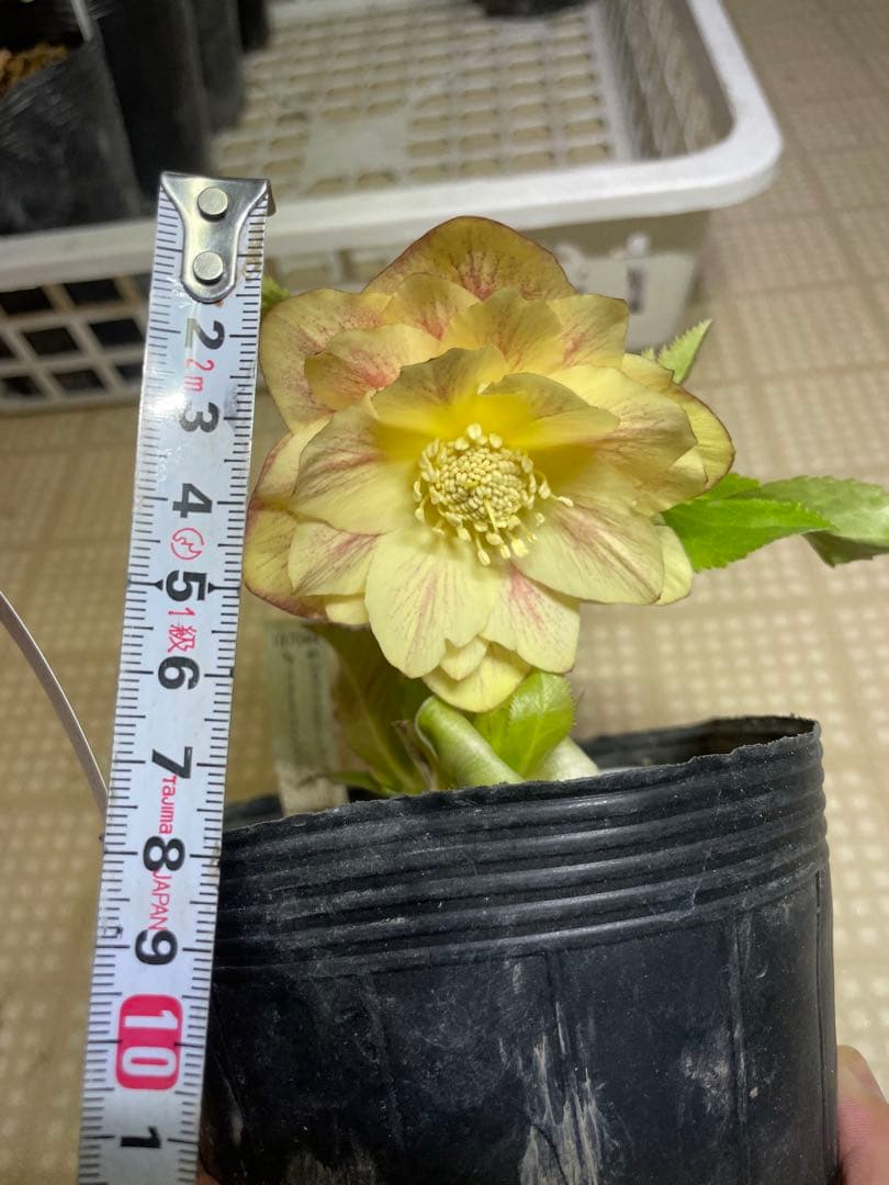 加藤農園 プリマベーラゴールド クリスマスローズ