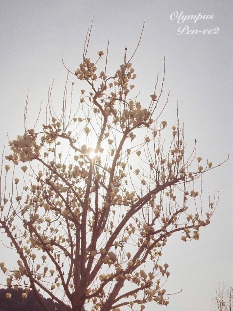 ★完動品＊美品★olympus pen ee2★フィルムカメラ入門に！★本革外装