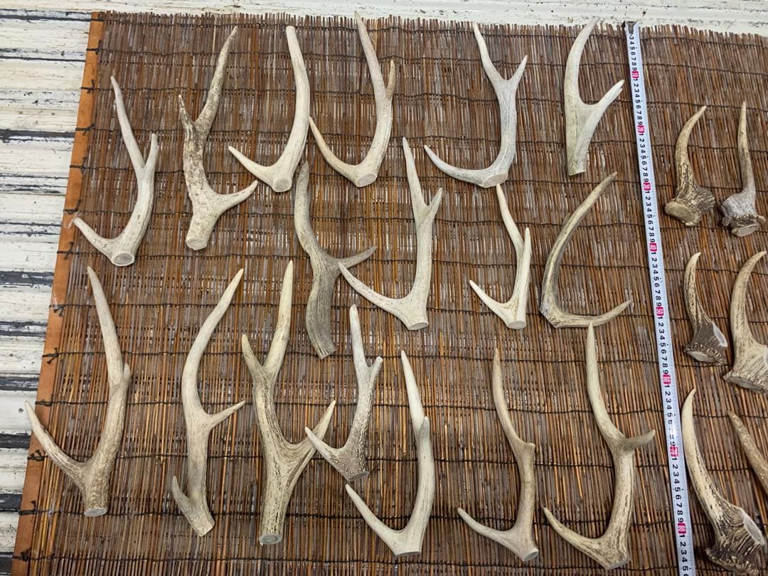9kg 鹿の角　エゾシカ　角 端材　アクセサリー　パーツ素材
