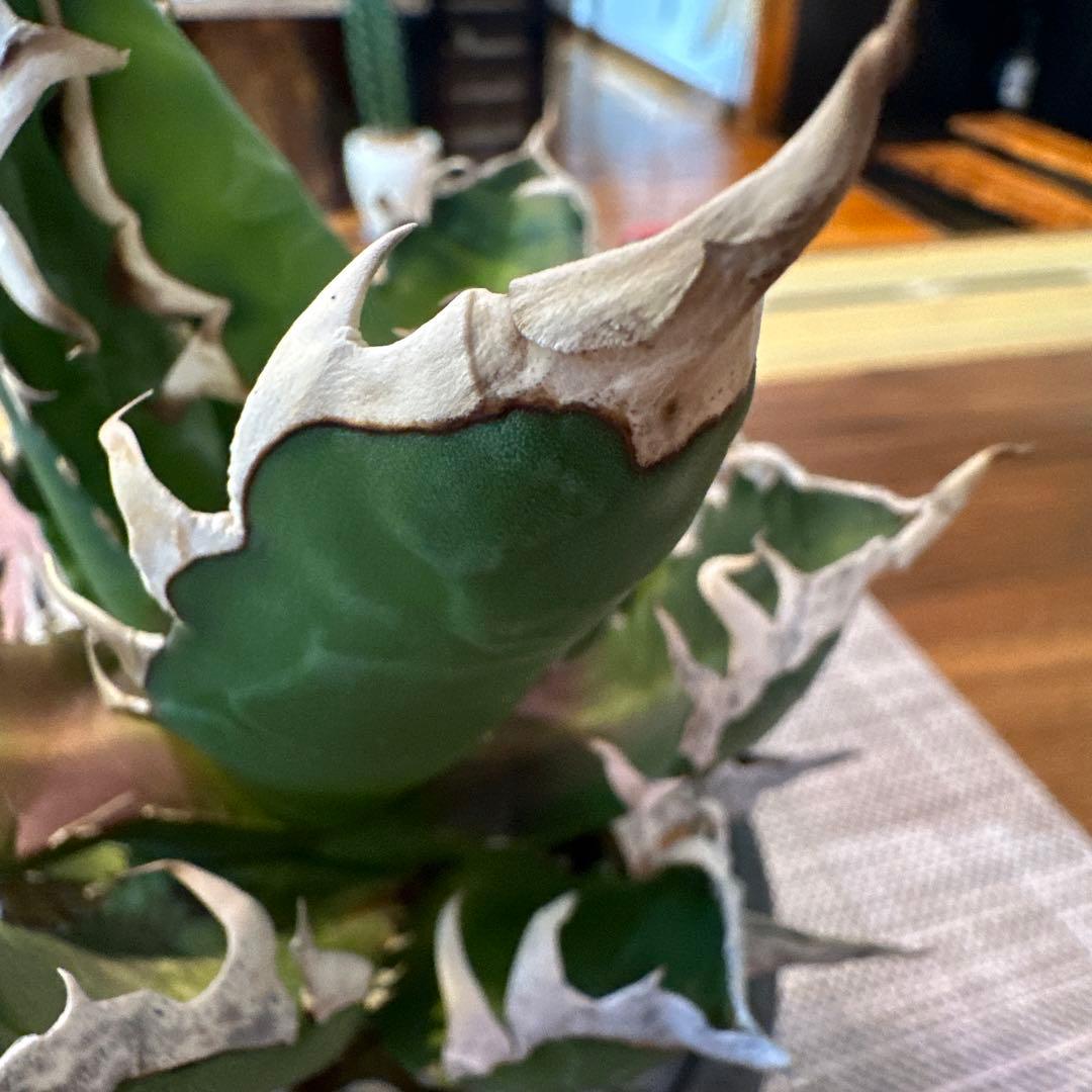 アガベ レッドキャットウィーズル