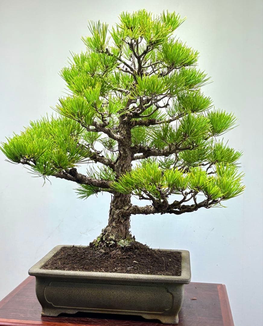 黒松盆栽❹☆☆☆☆