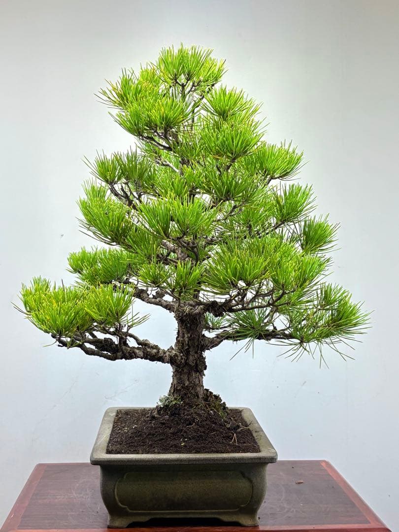 黒松盆栽❹☆☆☆☆