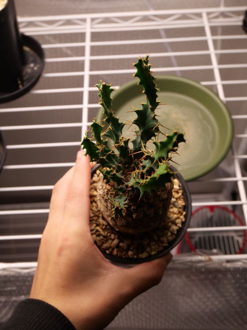 ユーフォルビア　クラビゲラ現地株　発根済み　鉢ごと