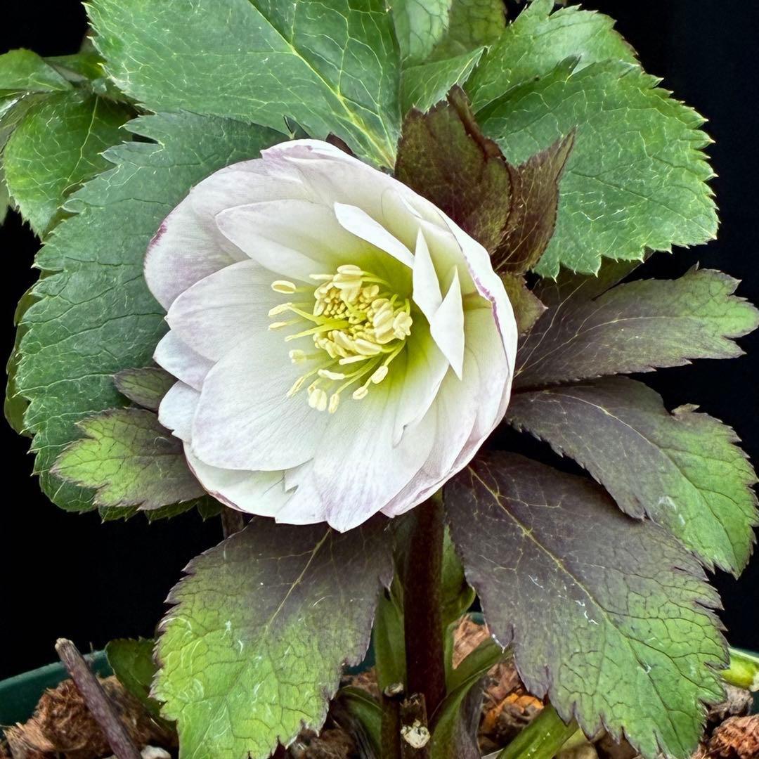 u*0様 3542☘️蕾花タグ付☘️⭐️ポーセリン⭐️小輪⭐️素敵な苞葉⭐️超コ