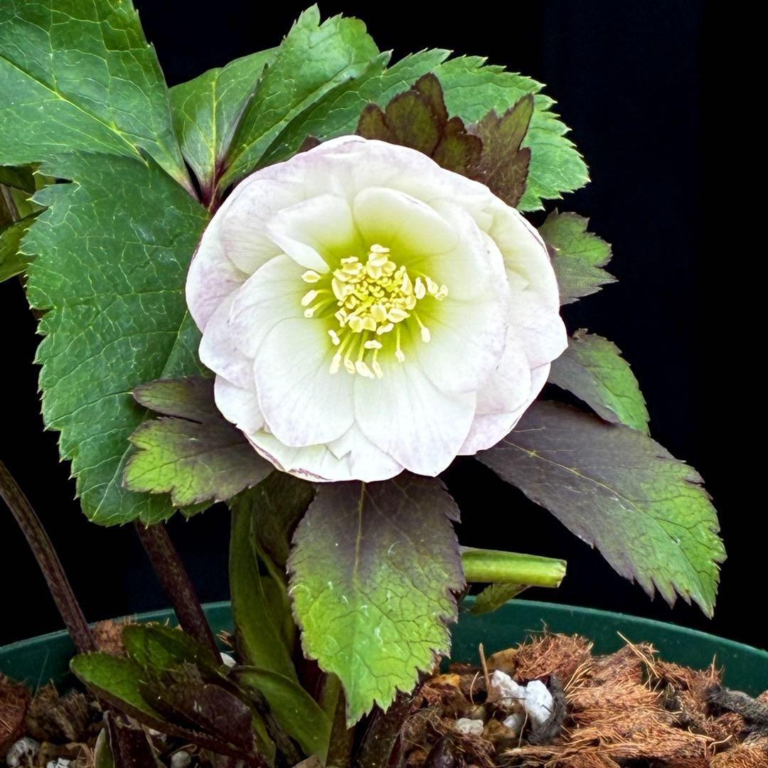 u*0様 3542☘️蕾花タグ付☘️⭐️ポーセリン⭐️小輪⭐️素敵な苞葉⭐️超コ