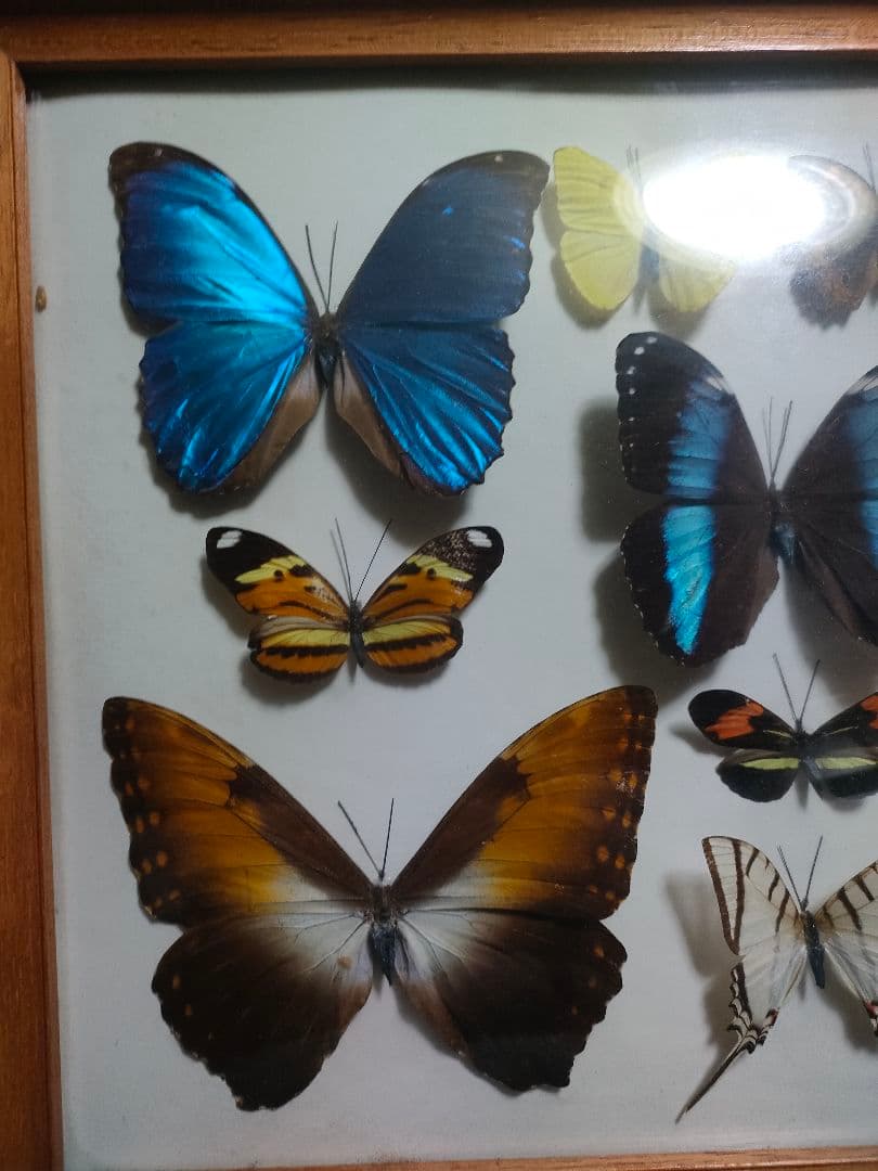 蝶の標本　モルフォ蝶など大小10点