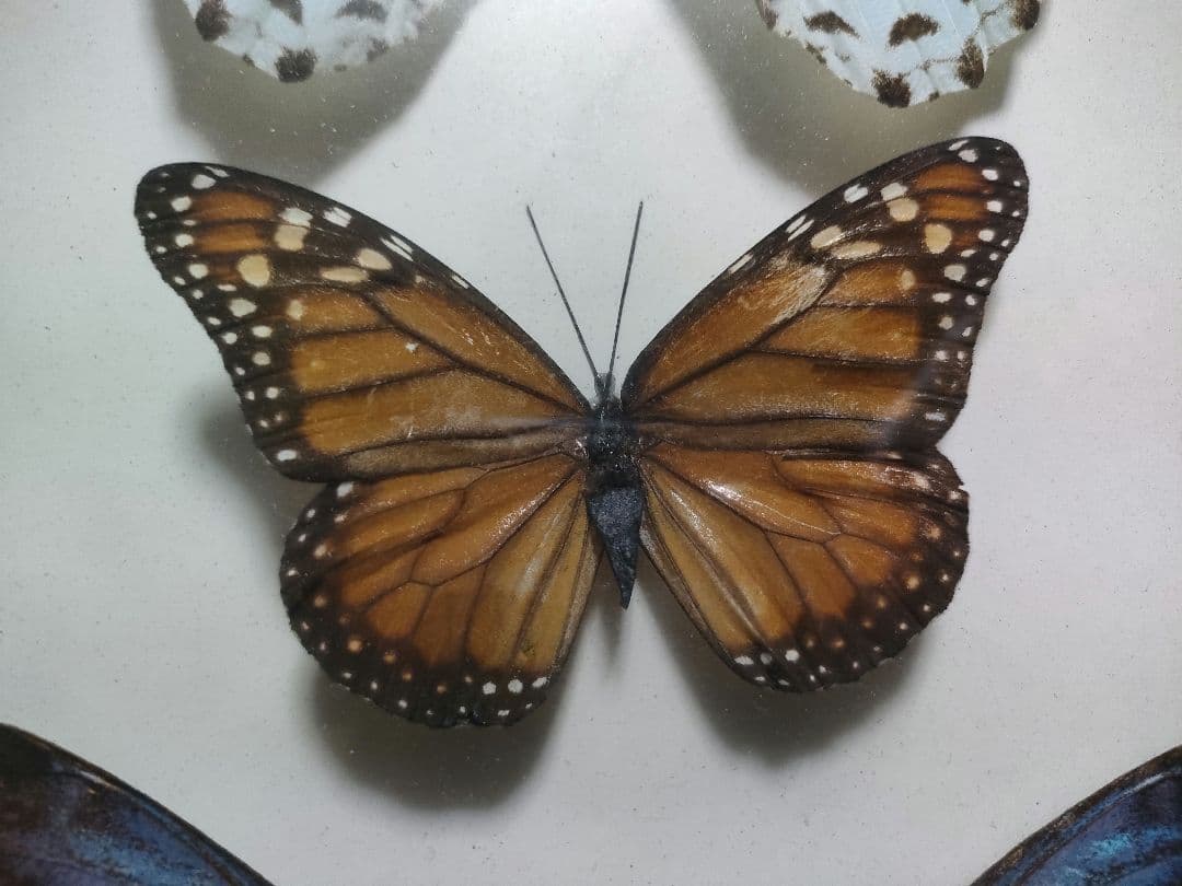 蝶の標本　モルフォ蝶など大小10点