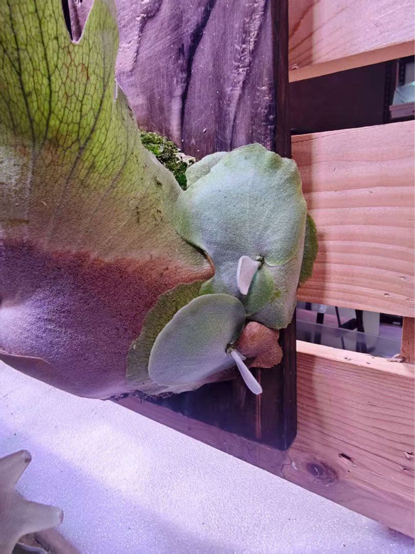 I.S.K　ビカクシダP.willinckii Sirius OC