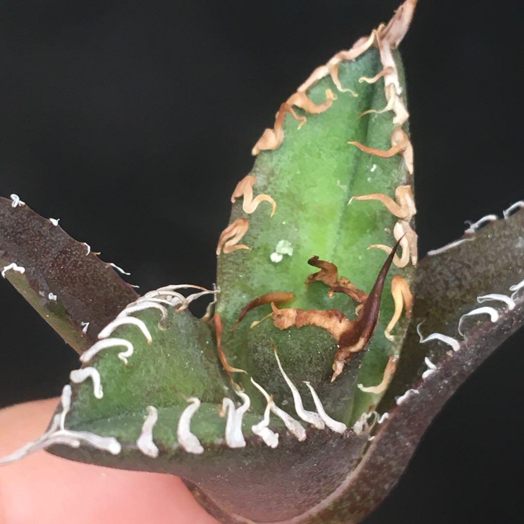 【高騰品種】22 シーザー×レッドキャットウィーズル hyb極上強棘陽炎 アガベ