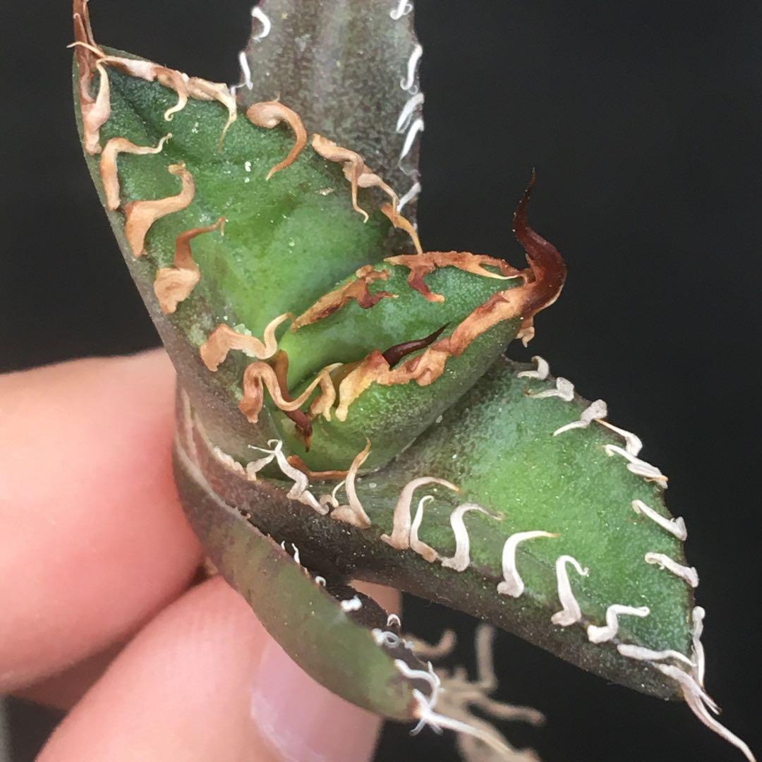 【高騰品種】22 シーザー×レッドキャットウィーズル hyb極上強棘陽炎 アガベ