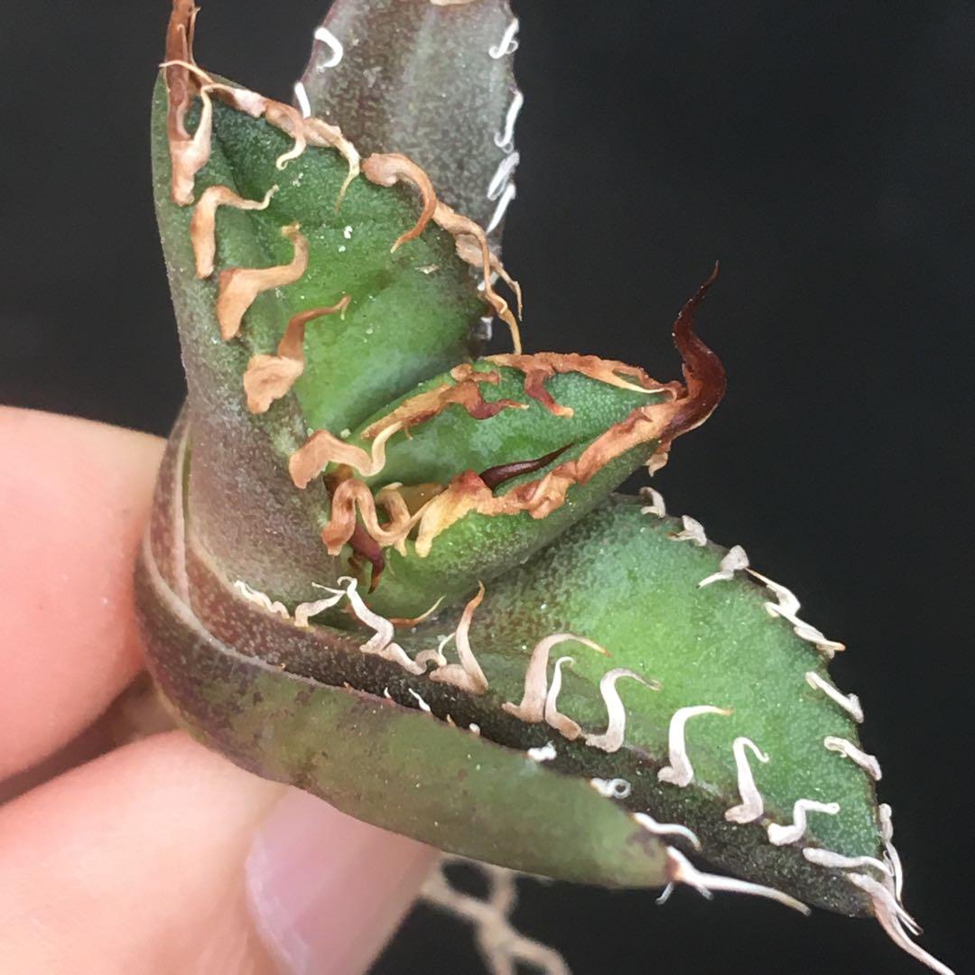 【高騰品種】22 シーザー×レッドキャットウィーズル hyb極上強棘陽炎 アガベ