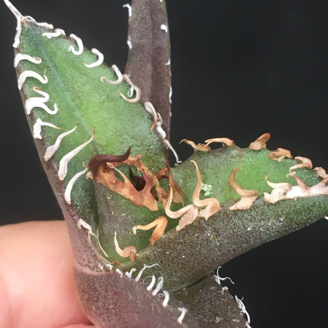 【高騰品種】22 シーザー×レッドキャットウィーズル hyb極上強棘陽炎 アガベ