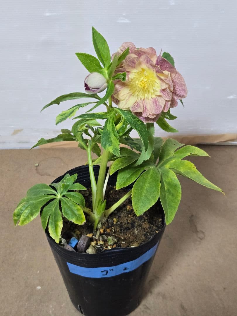 m*n様 ☆クリスマスローズ☆ダブル　ゴールド☆5号ポット☆