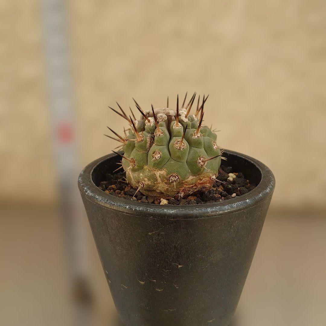 g*u様 【お年玉セール】黒王丸②　現地球カキコ　コピアポア　シレネア　発根済み