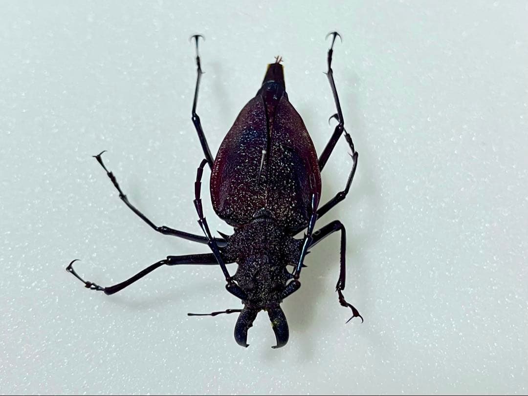 【珍品！】ブルー〜パープル系 ルリオニカミキリ 標本 キンオニカミキリ