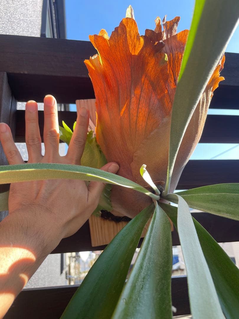 ビカクシダ／P.Pegasus・大型株