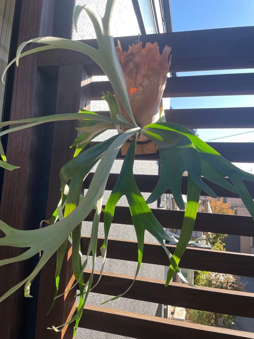 ビカクシダ／P.Pegasus・大型株