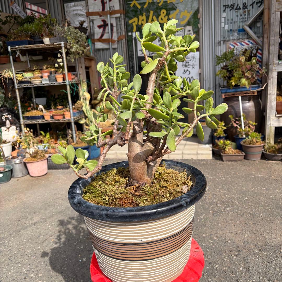 0011 金のなる木 5円玉2個挿入 幹の太様19cm 高さ 60cm