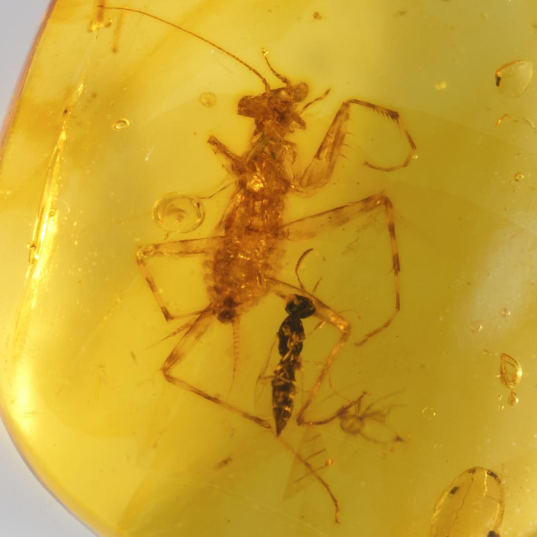 レア極上品 PA154虫入り琥珀化石　ミャンマーカムティかタナイ9900万年前