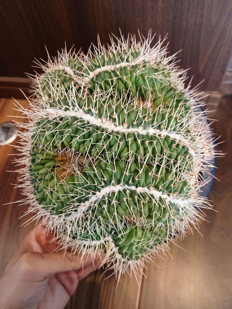 \"特選 美株\" 特大 サボテン マミラリア 白竜丸 綴化