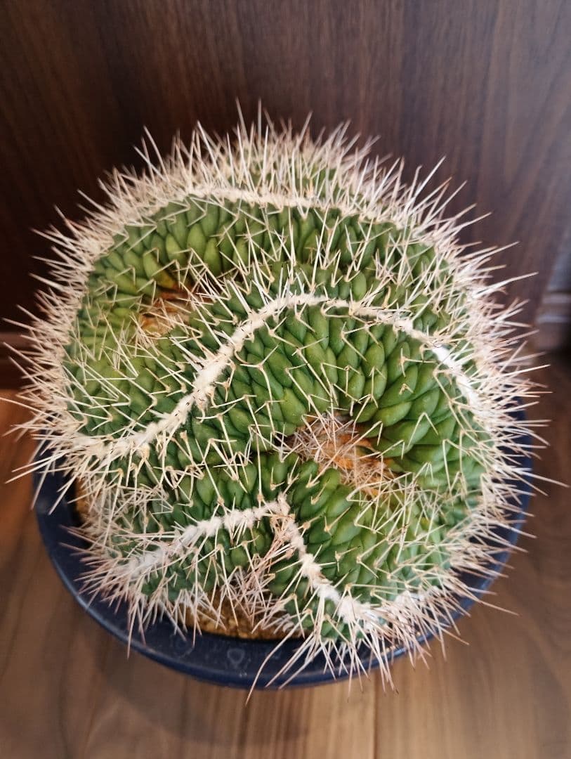 \"特選 美株\" 特大 サボテン マミラリア 白竜丸 綴化