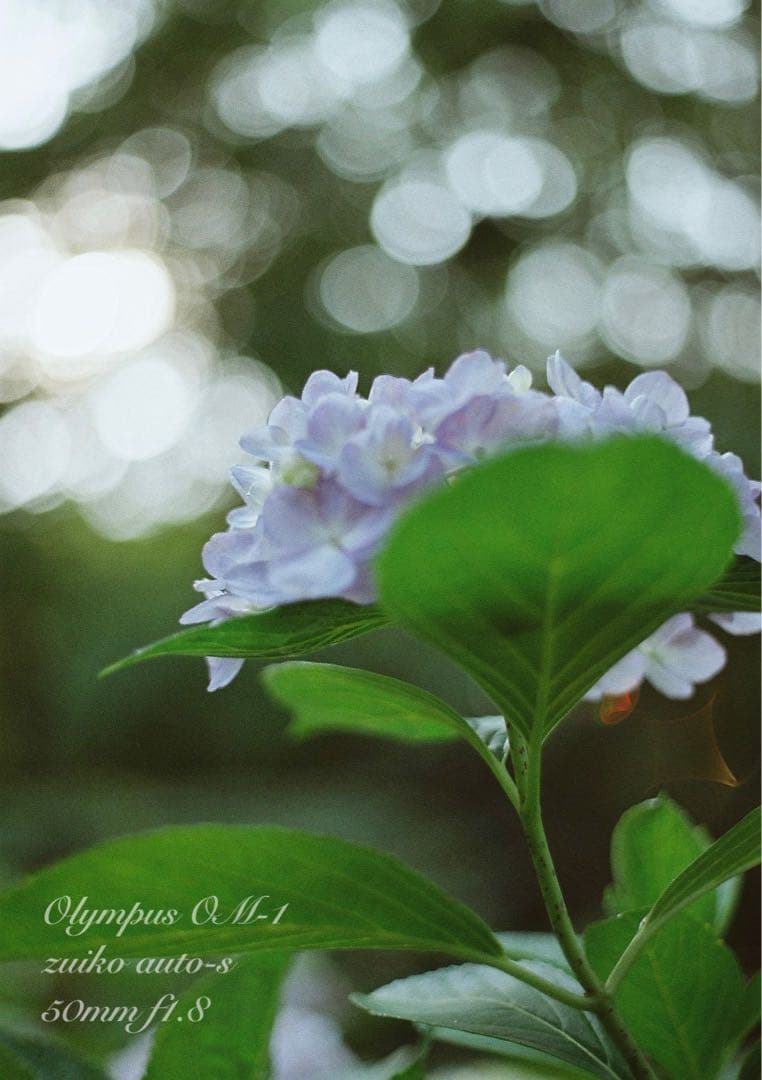 完動品＊美品＊初期保証！★オリンパスOM-1★リザード本革外装★作例多数！