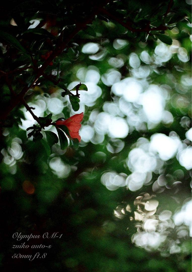 完動品＊美品＊初期保証！★オリンパスOM-1★リザード本革外装★作例多数！