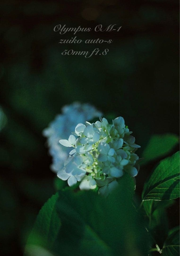 完動品＊美品＊初期保証！★オリンパスOM-1★リザード本革外装★作例多数！