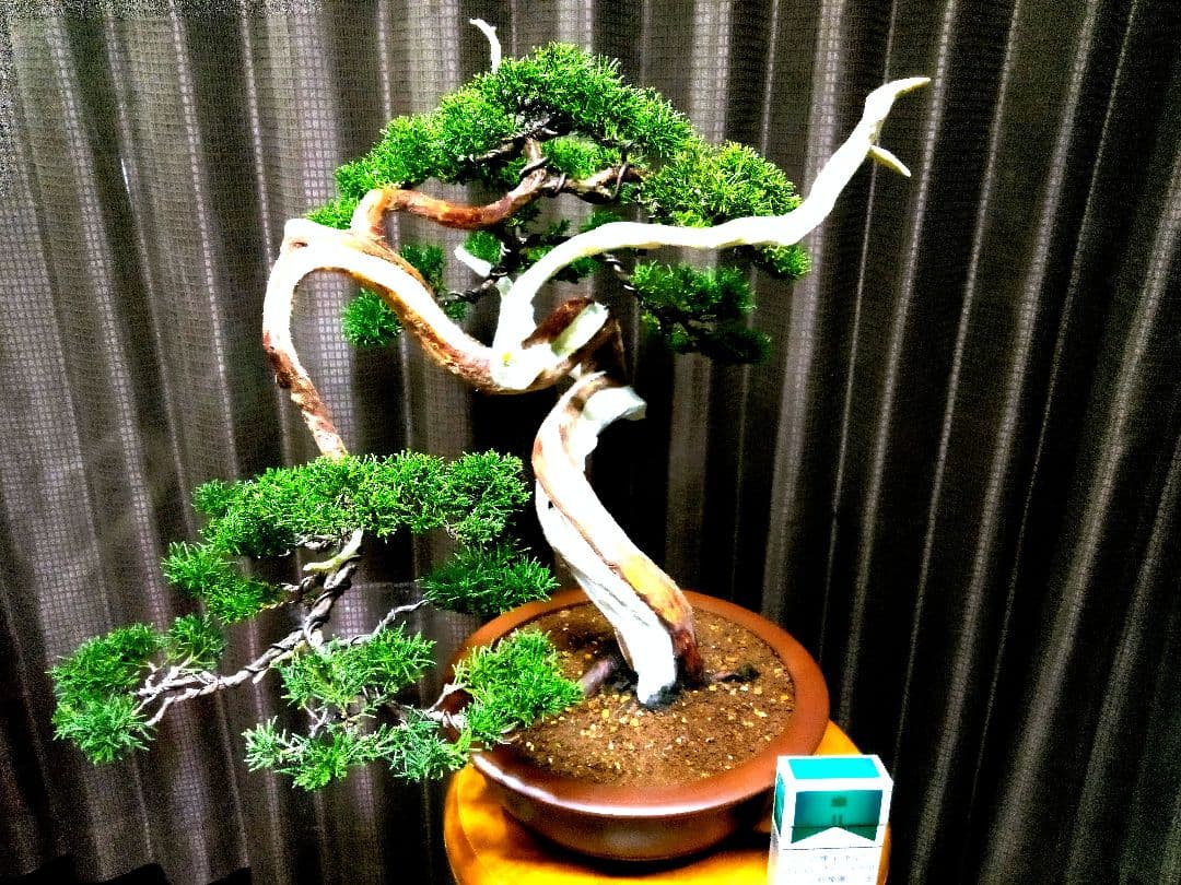 【中品　真柏盆栽】　　　　　 ⭕山木風に仕上げた一品❗