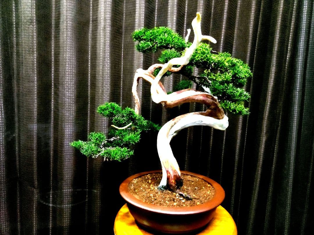 【中品　真柏盆栽】　　　　　 ⭕山木風に仕上げた一品❗