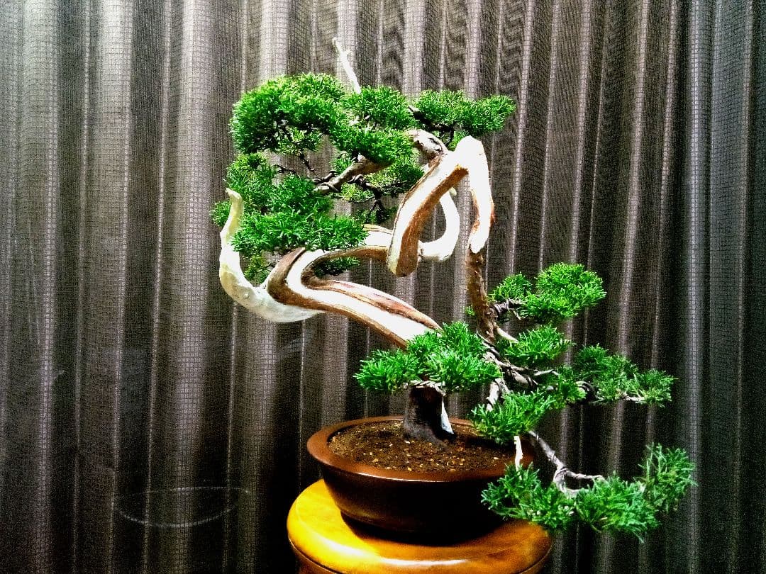 【中品　真柏盆栽】　　　　　 ⭕山木風に仕上げた一品❗