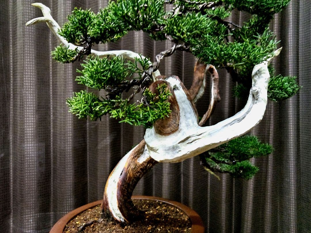 【中品　真柏盆栽】　　　　　 ⭕山木風に仕上げた一品❗