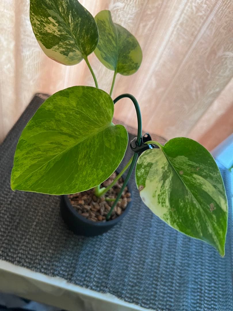 斑入りモンステラデリショーサイエローマリリン