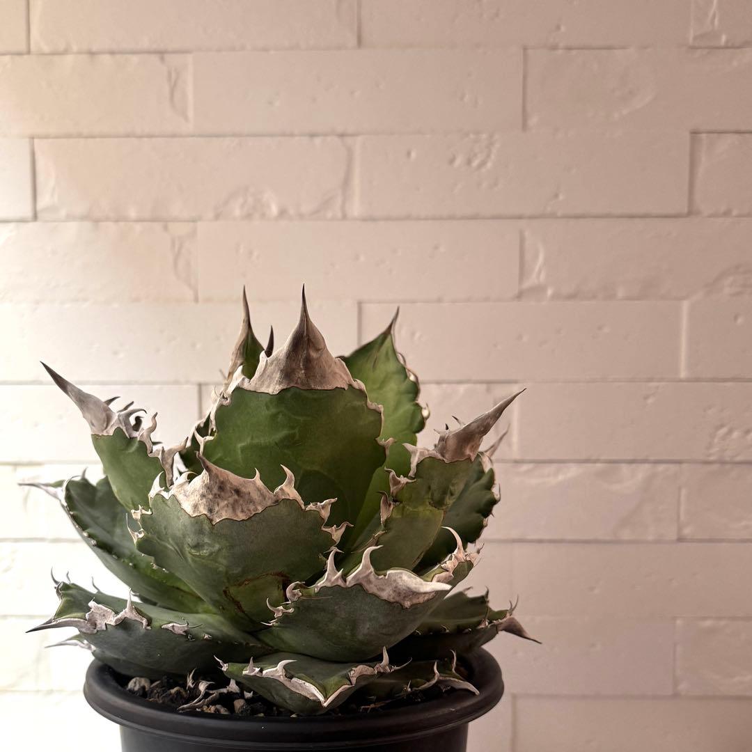 WF50 アガベ チタノタ ホワイトファイヤー 白火焔親株 ※鉢付き発送