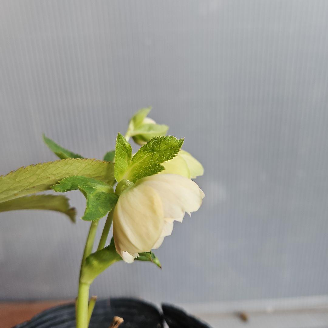 K.様ご購入苗㉖-2㉖-6クリスマスローズ