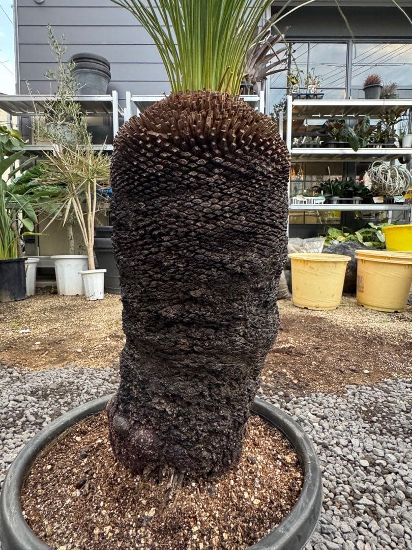 クサントロエア　グラウカ　ブラックボーイ